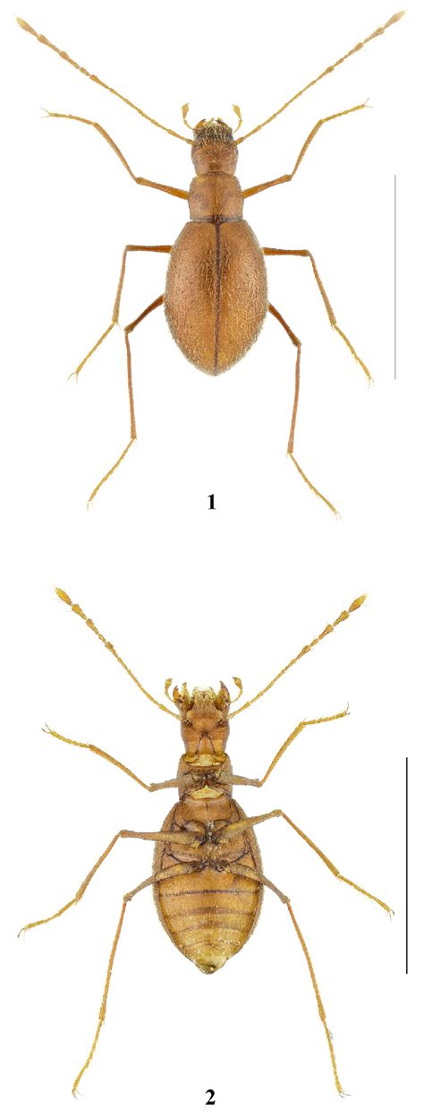 Antrosedes speluncarius, Reitter, 1912. 1: male .